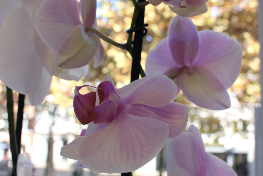 Orchidee